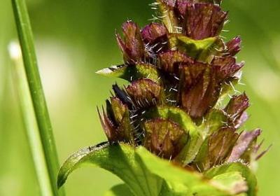 泉水组词四字词语(通用60句)