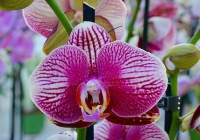 玫可以组什么词语(推荐21句)