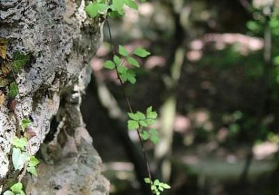 白面词语接龙(实用40句)