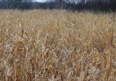 生字加偏旁组词语(推荐40句)