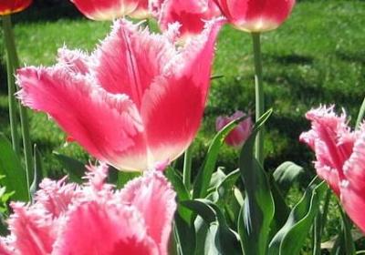 粉的三个字词语(通用40句)