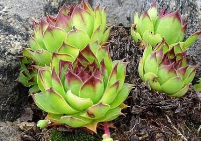 类似又大又圆的词语(推荐80句)