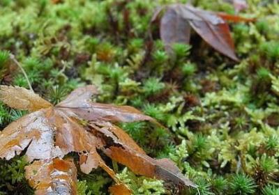 胖组词语有哪些(合集10句)