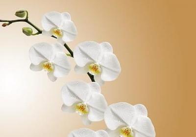 翼怎么组词语(汇总40句)