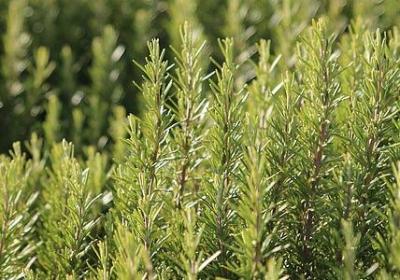 蒙蒙亮类似的词语(通用10句) 蒙蒙亮类似的词语(通用10句)