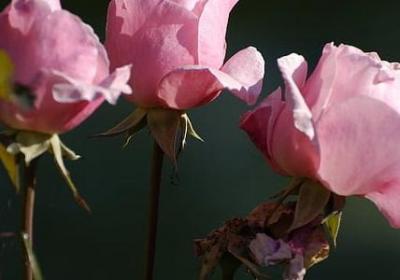 血 沙 词语(合集60句) 血 沙 词语(合集60句)