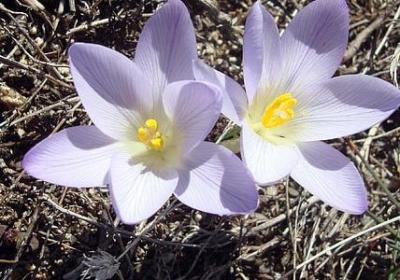 表示纪念的词语(共40句)