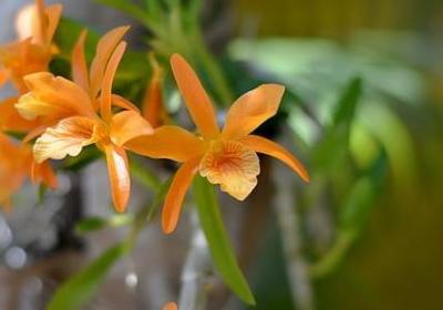 蝶组词语有哪些(精选11句)