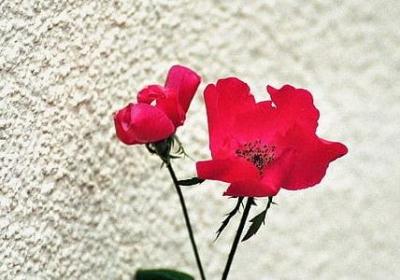 表示动作的四字词语(合集61句)