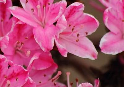 蛛组词有哪些词语(优选11句)