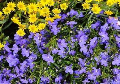 蜈可以组什么词语(推荐6句)