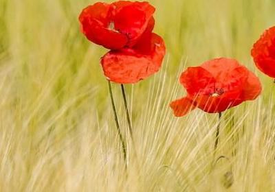 表写秋天的词语(精选60句)