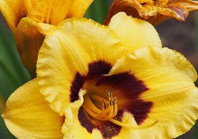 豆的组成词语(优选20句) 豆的组成词语(优选20句)