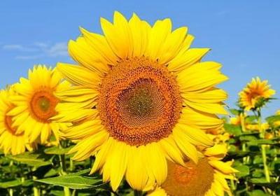 贞组词语有哪些(通用52句)