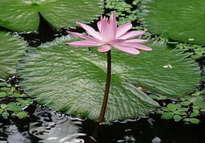 西游记词语摘抄(精选80句)