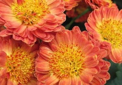 认组词有哪些词语(精选11句)