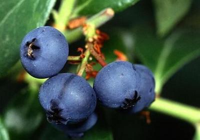 有关坚持不懈的名言(40句)