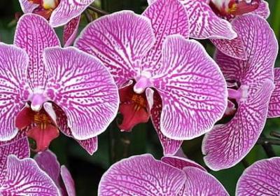 沈石溪名人名言(实用80句) 沈石溪名人名言(实用80句)