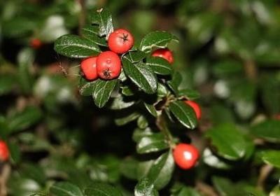 爱的教育的名言(60句)