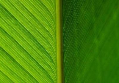 雇组词语有哪些(通用60句)