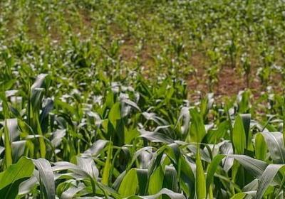 村上春树人生名言(实用20句)