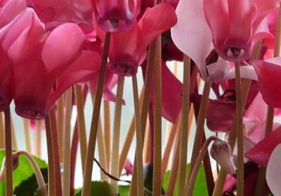 梦想名人名言(共70句)