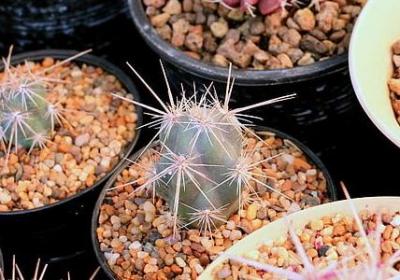 真诚的名言警句(汇总40句)