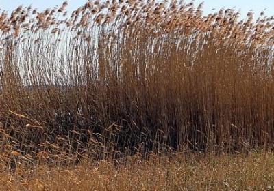 有名的名人名言(推荐20句)