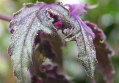 现代爱国名言(实用40句)