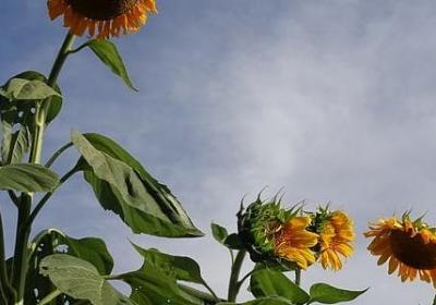 爱因斯坦名言英文(推荐15句)