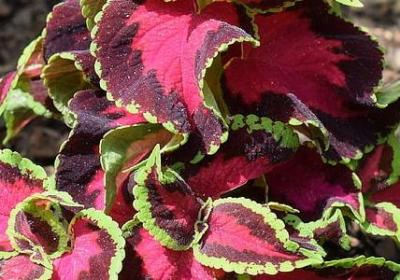 理论与实践的名言(优选79句)