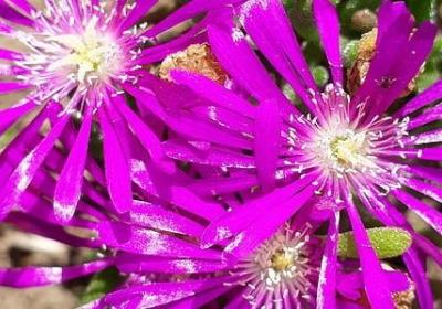 法布尔的名言(精选10句)