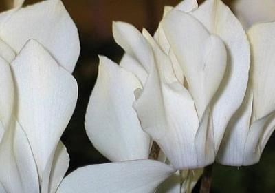 犯罪心理 名言(合集20句)