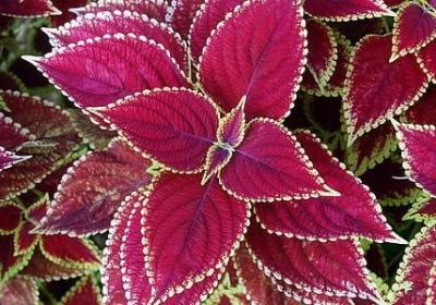 梅能组什么词语(热门11句)