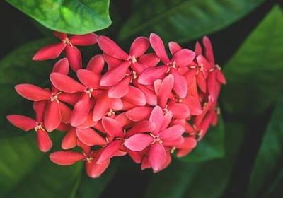 春天词语有哪些(实用52句)