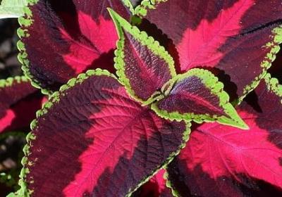 欺侮的意思词语(优选40句)