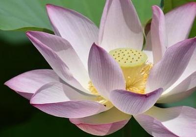 棕能组什么词语(合集16句)