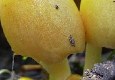 材组四字词语(必备60句)