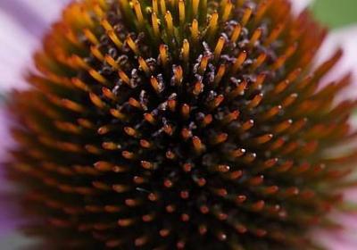 梦怎么组词语(推荐60句)