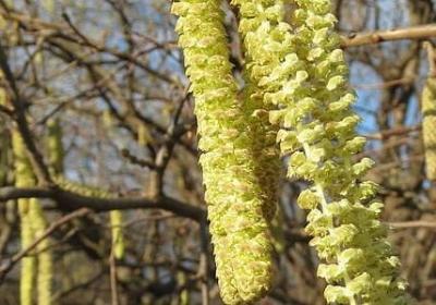 桂多音字组词语(实用20句)