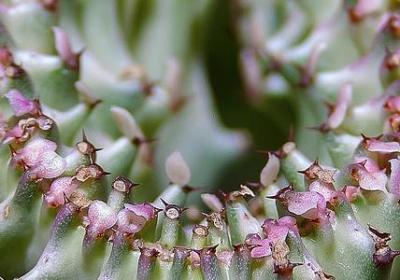 汉语词语夏花(实用60句)