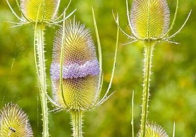 煅组词语有哪些(精选10句)