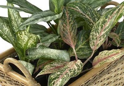 烛组词语有哪些(优选12句)