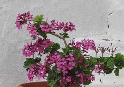 泊组词语有哪些(必备61句)