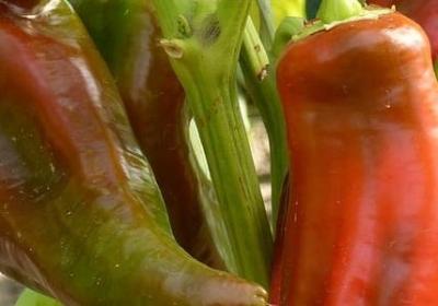 照样子写词语哈哈大笑(实用30句)