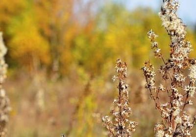 百百的四字词语(60句)