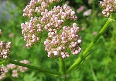 秋高气爽照样子写词语(精选20句)