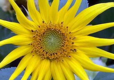 由近义词组成的词语(必备40句)