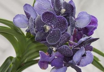 田水是词语吗(必备6句)