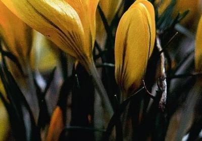 瞻组词语有哪些(推荐64句)